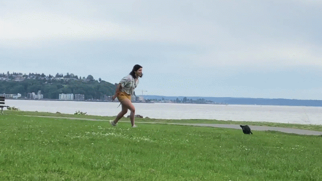 JZ playing tag with her dog Zeus in Seattle